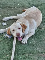 Tambo, a male Labrador Retriever for sale in San Bernardino, CA – 3 of 4