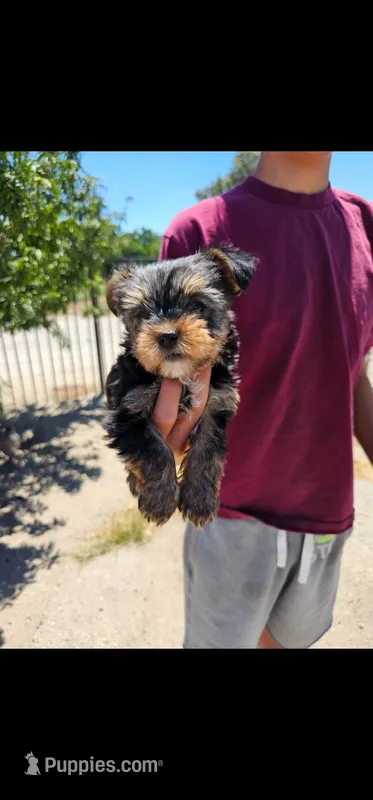 Oso – Yorkshire Terrier puppy for sale in San Bernardino, CA