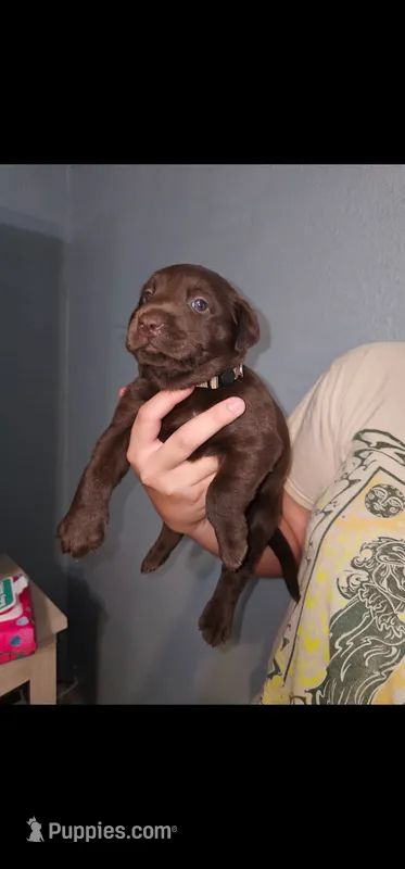 Choco – Labrador Retriever puppy for sale in San Bernardino, CA