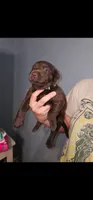 Choco, a female Labrador Retriever for sale in San Bernardino, CA – 1 of 3