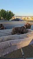 Chunky boy, a male French Bulldog for sale in San Bernardino, CA – 6 of 6