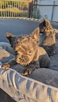Female fluffy french, a female French Bulldog for sale in San Bernardino, CA – 3 of 3