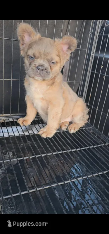 Canela – French Bulldog puppy for sale in San Bernardino, CA