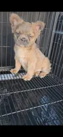 Canela, a female French Bulldog for sale in San Bernardino, CA – Photo 1 of 6