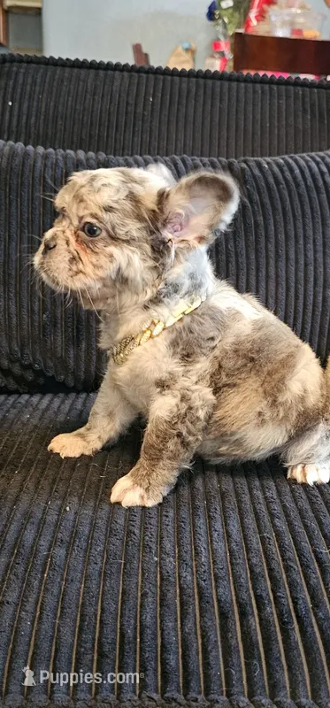Merle boy – French Bulldog puppy for sale in San Bernardino, CA