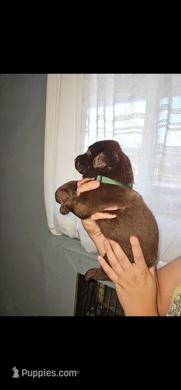 Green boy – Labrador Retriever puppy for sale in San Bernardino, CA