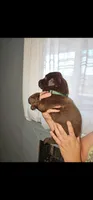 Green boy, a male Labrador Retriever for sale in San Bernardino, CA – 1 of 3