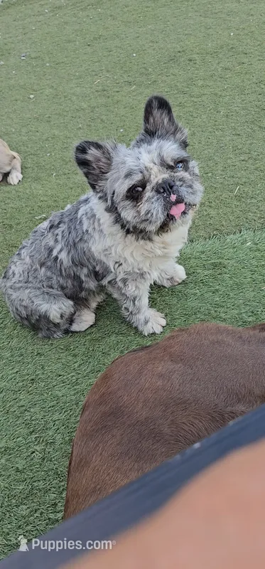 Peluchin – French Bulldog puppy for sale in San Bernardino, CA
