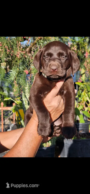 Blue girl – Labrador Retriever puppy for sale in San Bernardino, CA
