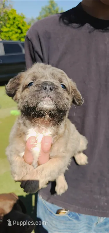 Canela – French Bulldog puppy for sale in San Bernardino, CA