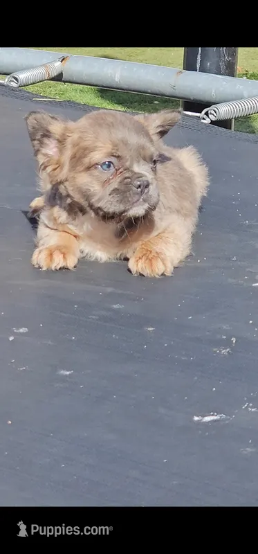 Canela – French Bulldog puppy for sale in San Bernardino, CA