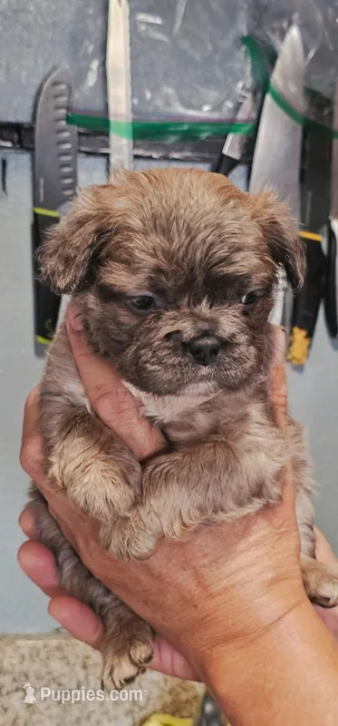 Canela, a female French Bulldog for sale in San Bernardino, CA – Photo 1 of 7