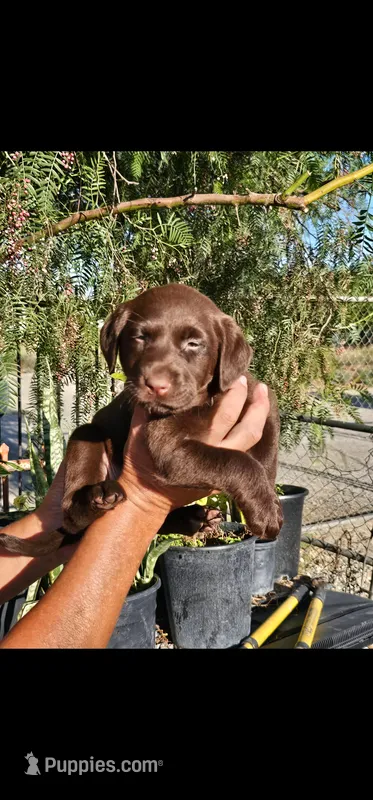 Grey girl – Labrador Retriever puppy for sale in San Bernardino, CA