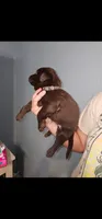 Choco, a female Labrador Retriever for sale in San Bernardino, CA – 3 of 3