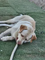 Tambo, a male Labrador Retriever for sale in San Bernardino, CA – 4 of 4