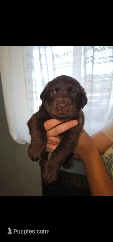 Oso – Labrador Retriever puppy for sale in San Bernardino, CA