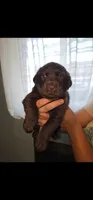 Oso, a male Labrador Retriever for sale in San Bernardino, CA – 1 of 3