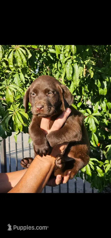 Pink girl – Labrador Retriever puppy for sale in San Bernardino, CA