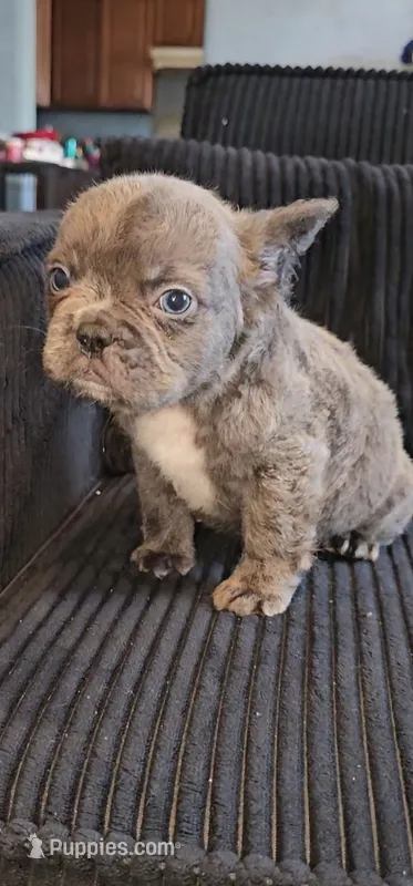 Tiny blue boy – French Bulldog puppy for sale in San Bernardino, CA