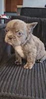 Tiny blue boy, a male French Bulldog for sale in San Bernardino, CA – 1 of 3