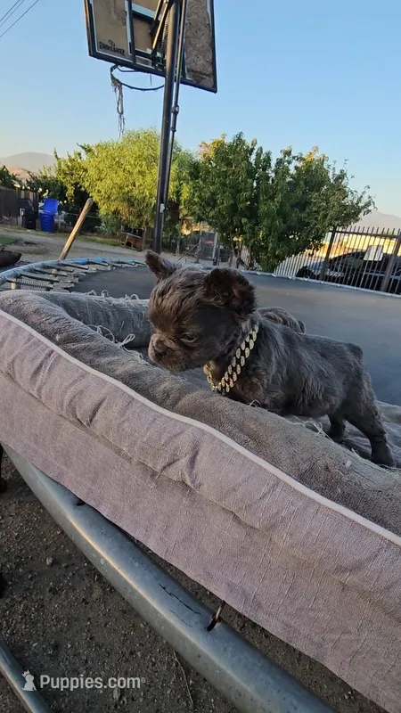 Female fluffy french – French Bulldog puppy for sale in San Bernardino, CA