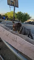 Female fluffy french, a female French Bulldog for sale in San Bernardino, CA – 1 of 3