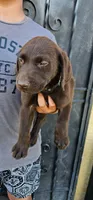 Loba, a female Labrador Retriever for sale in San Bernardino, CA – 2 of 5