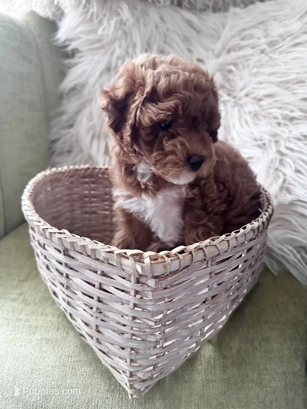 Queens – Poodle - Toy  puppy for sale in Atlanta, GA