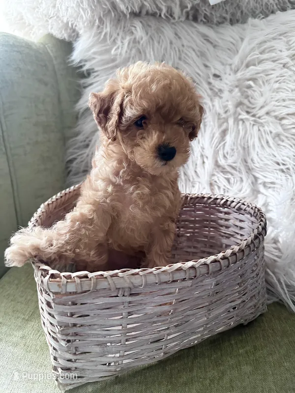 Dash – Poodle - Toy  puppy for sale in Atlanta, GA