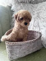 Dash, a male Poodle - Toy  for sale in Atlanta, GA – 1 of 1