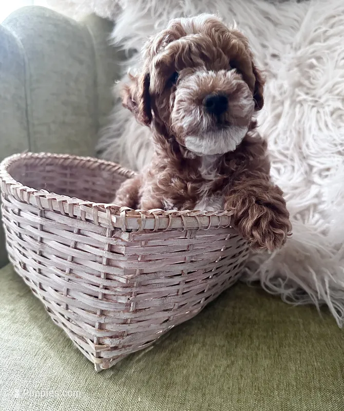 Duke – Poodle - Toy  puppy for sale in Atlanta, GA