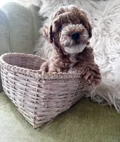 Duke, a male Poodle - Toy  for sale in Atlanta, GA – 1 of 1