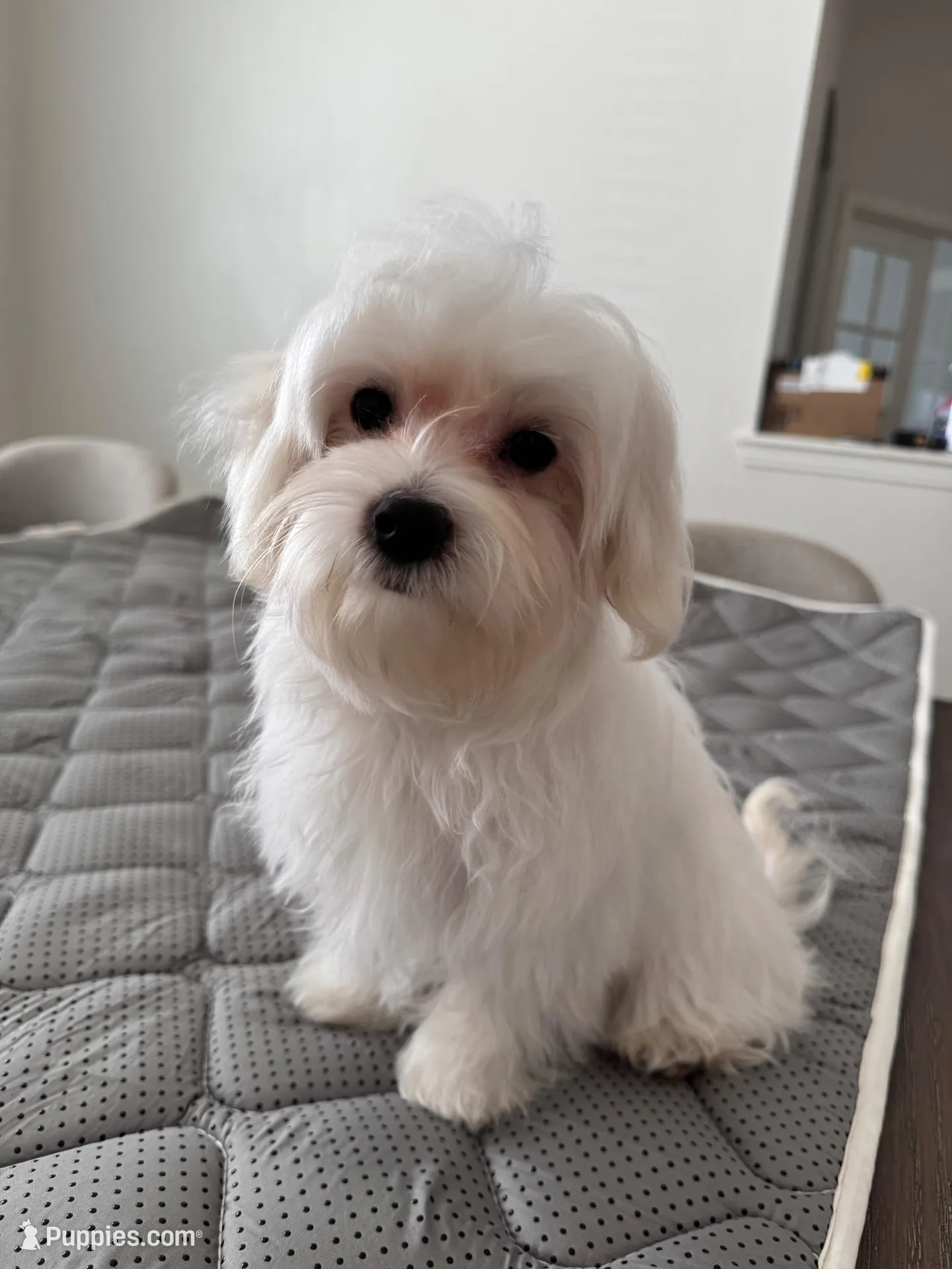 Rex, a male Maltese for sale in Dallas, TX – 1 of 3