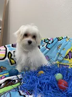 Rex, a male Maltese for sale in Dallas, TX – 3 of 3