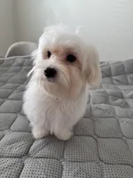 Rex, a male Maltese for sale in Dallas, TX – 2 of 3