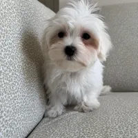 Rex, a male Maltese for sale in Dallas, TX – Photo 3 of 3