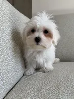 Rex, a male Maltese for sale in Dallas, TX – Photo 3 of 3