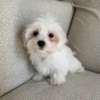 Rex, a male Maltese for sale in Dallas, TX – Photo 1 of 3