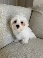 Rex, a male Maltese for sale in Dallas, TX – Photo 1 of 3