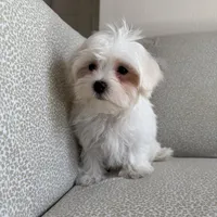 Rex, a male Maltese for sale in Dallas, TX – Photo 2 of 3