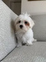 Rex, a male Maltese for sale in Dallas, TX – Photo 2 of 3