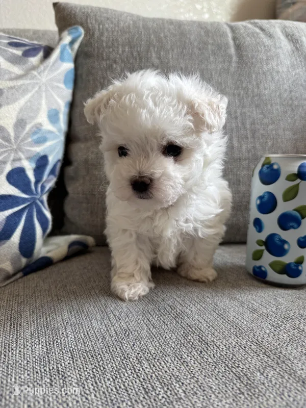 Teddy, a male Maltese for sale in Dallas, TX – Photo 1 of 3