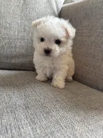 Teddy, a male Maltese for sale in Dallas, TX – Photo 3 of 3