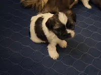 Spots, a female Shih Tzu for sale in Providence, RI – 5 of 8