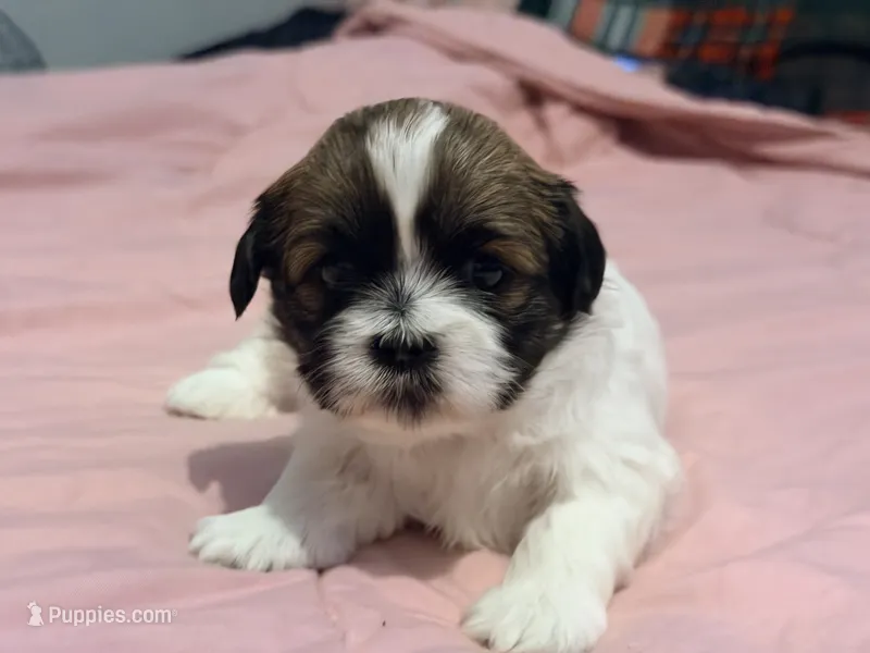 Princess – Shih Tzu puppy for sale in Providence, RI