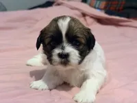Princess, a female Shih Tzu for sale in Providence, RI – 1 of 3