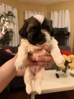 Spots, a female Shih Tzu for sale in Providence, RI – 7 of 8