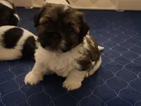  Niko, a male Shih Tzu for sale in Providence, RI – 3 of 7
