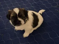 Spots, a female Shih Tzu for sale in Providence, RI – 3 of 8