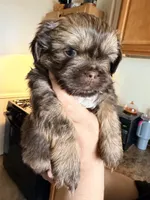 Brownie, a male Shih Tzu for sale in Providence, RI – 4 of 6